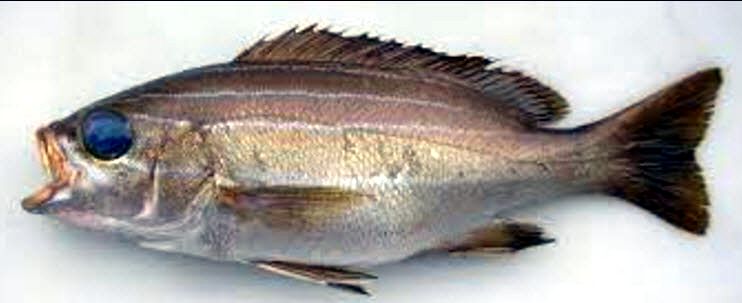 Parapristipoma octolineatum_04.jpg